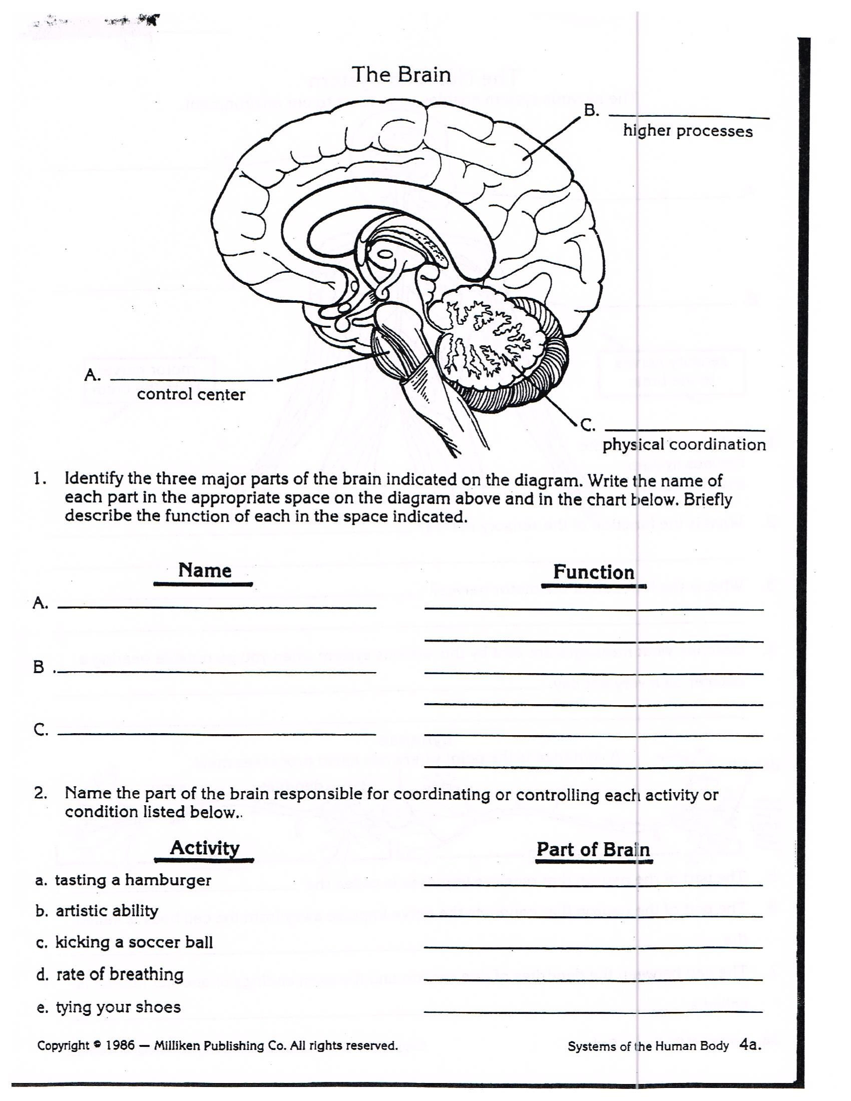 Color The Brain Worksheet Answers