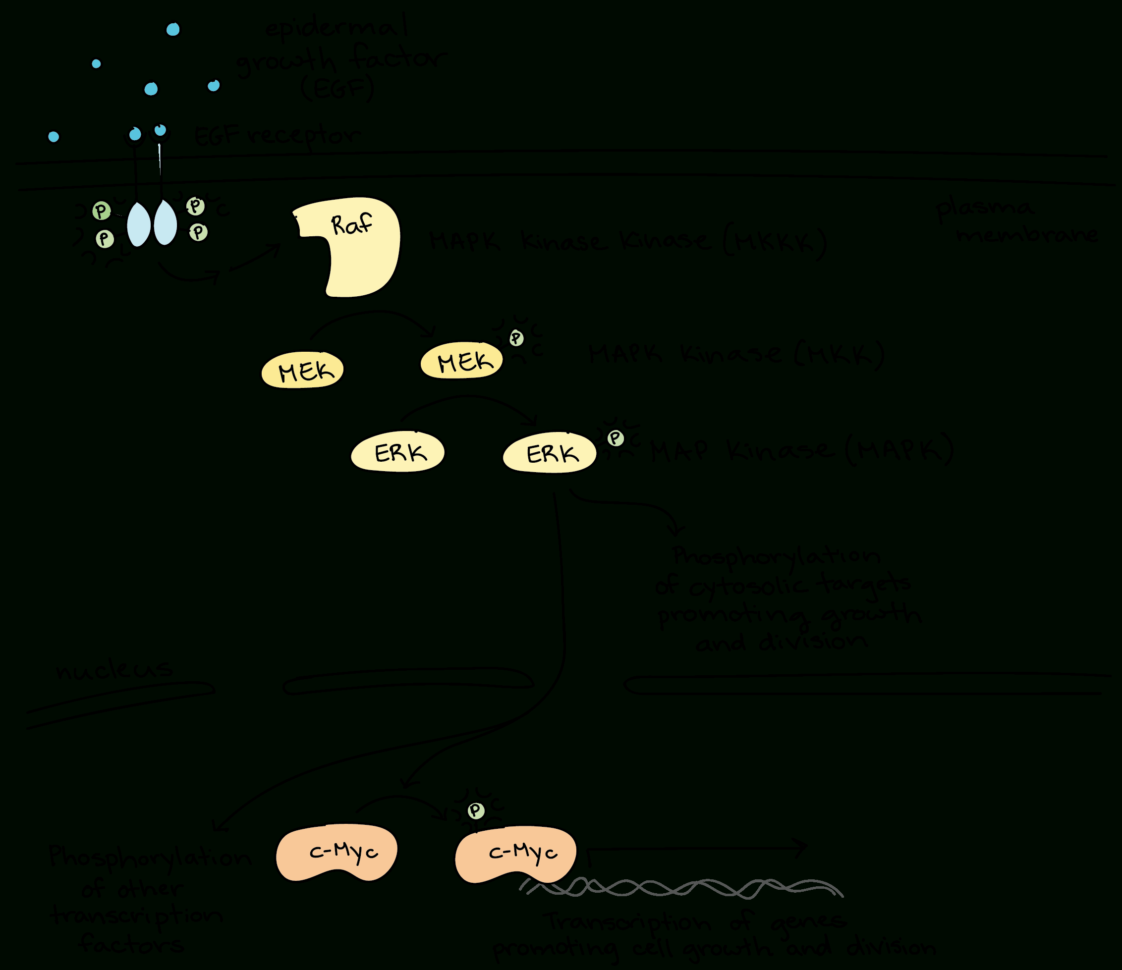 Signal Transduction Pathy  Cell Signaling Article