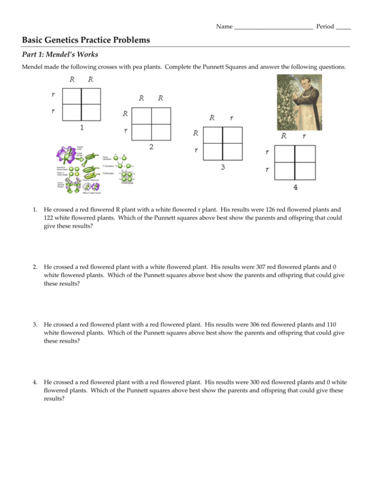 Genetics Practice Problems Simple Worksheet