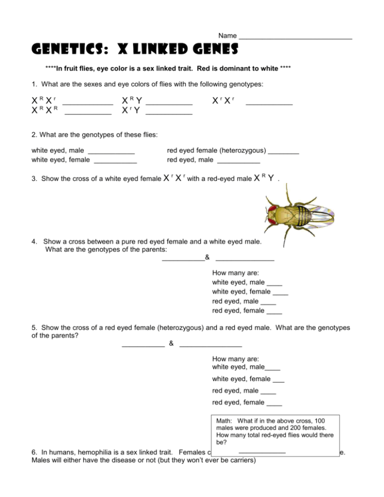 Genetics X Linked Genes Worksheet