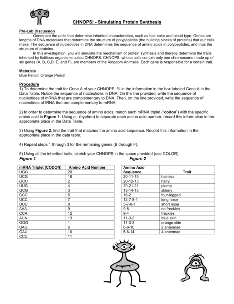 Simulating Protein Synthesis
