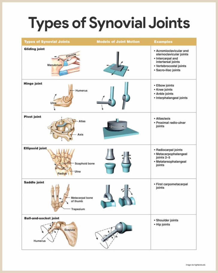 Joints Worksheet Answers