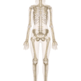 Skeletal System – Labeled Diagrams Of The Human Skeleton