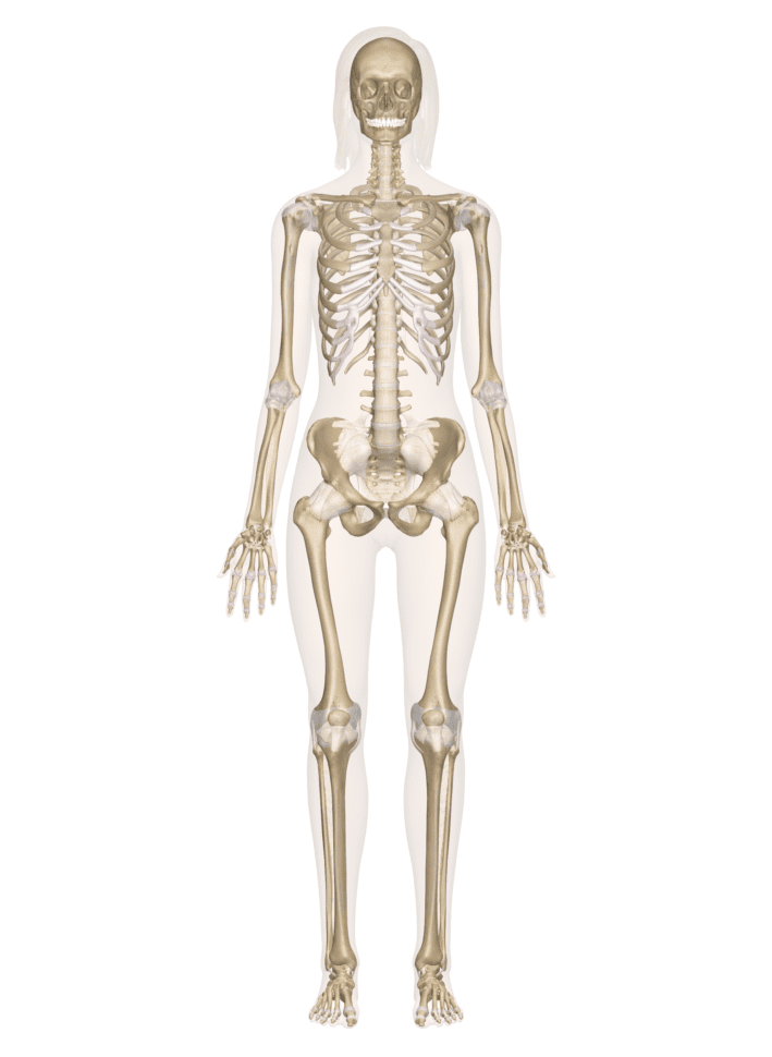Skeletal System – Labeled Diagrams Of The Human Skeleton