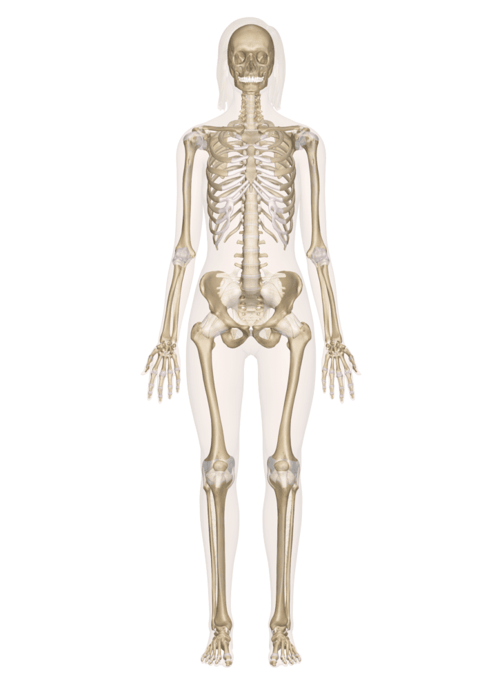 The Framework Of The Body Worksheet Answers