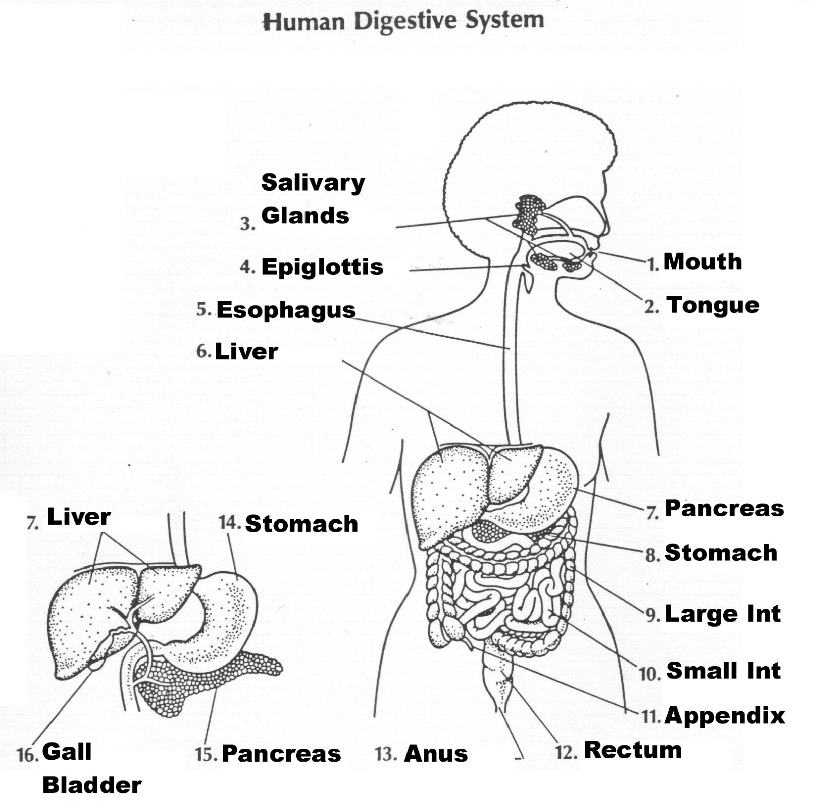 Sketch Of Human Digestive System At Paintingvalley