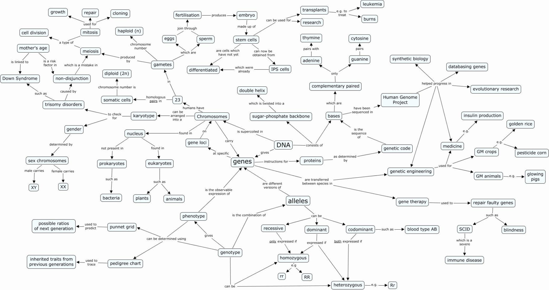 Skills Worksheet Concept Mapping Answers