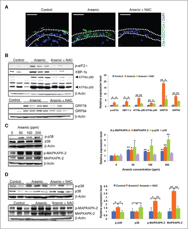 Skin And Temperature Control Worksheet Answers