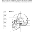 Skull Anatomy Coloring Sheet