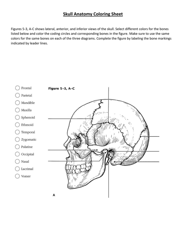 label the skull worksheet