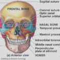 Skull Labeling Worksheet Answers To Anterior Skull Labeled