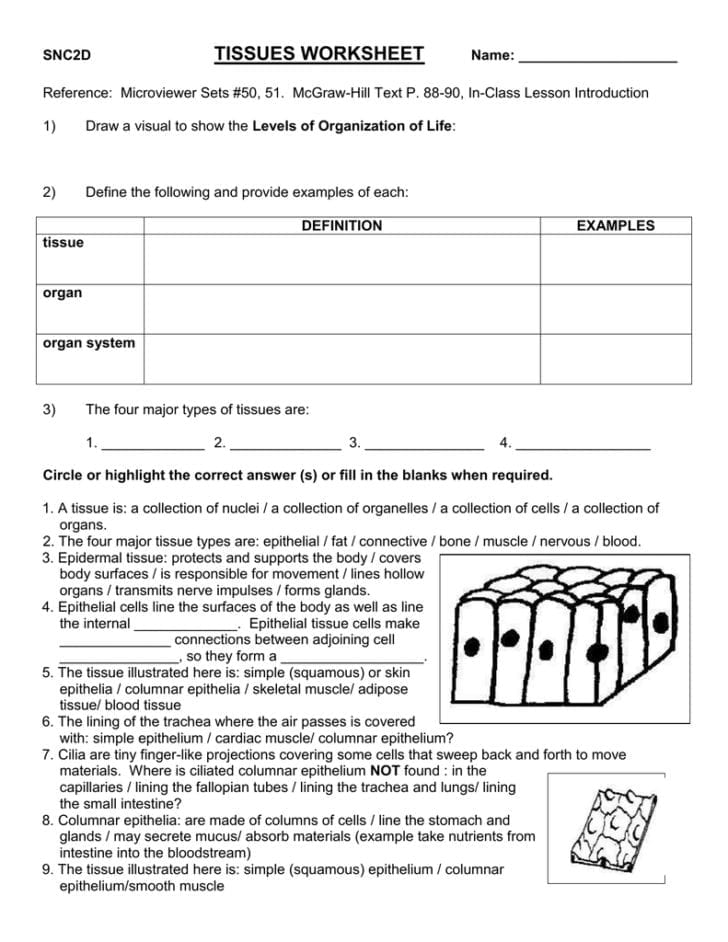 Tissue Worksheet Answer Key
