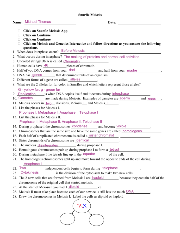 snurfle-meiosis-worksheet-db-excel