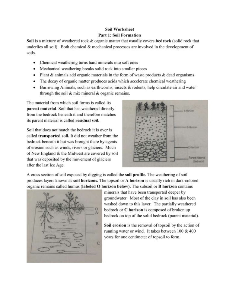 Soil Worksheet  Mrs Blanks Apes