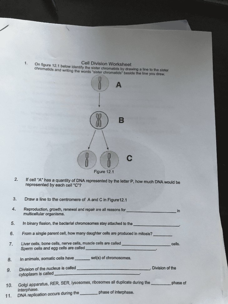 Solved 1 On Figure 121 Below Identify The Sister Chroma