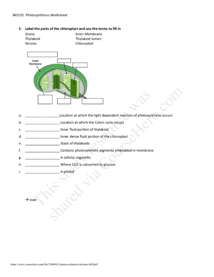 Solved Bio101 Photosynthesis Worksheet 1 Rearrange The F
