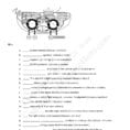 Solved Bio101 Photosynthesis Worksheet 1 Rearrange The F