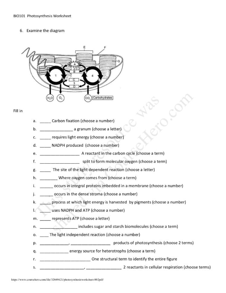 Solved Bio101 Photosynthesis Worksheet 1 Rearrange The F