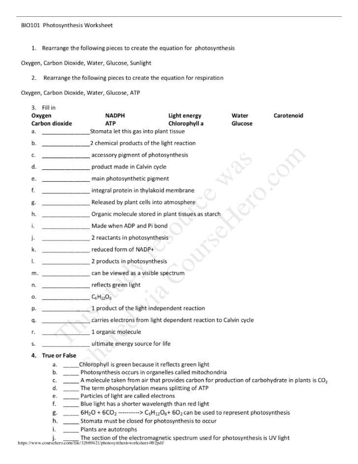 Photosynthesis Worksheet Answer Key