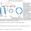 Solved Biol230W Week 8 – Cell Cycle Regulation Worksheet