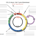 Solved Cells Alivel Cell Cycle Worksheet What's Happenin