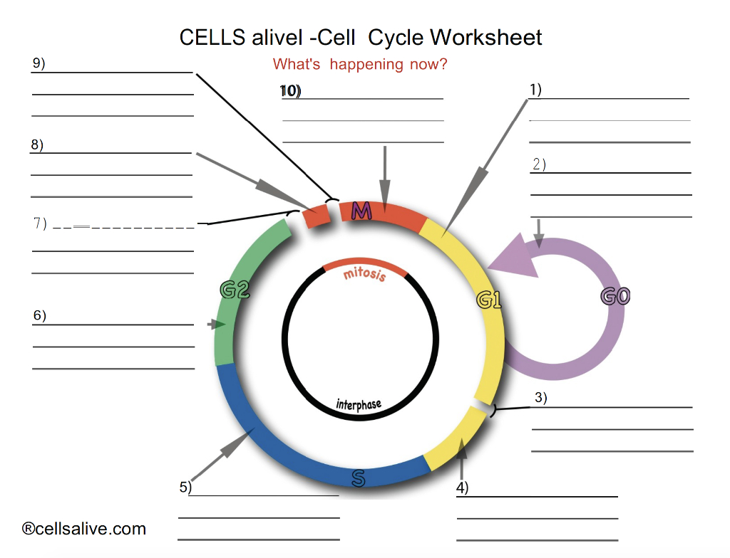 Solved Cells Alivel Cell Cycle Worksheet What's Happenin