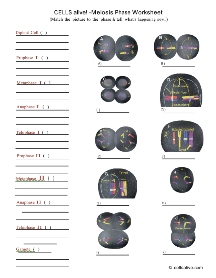 Solved Cells Alivemeiosis Phase Worksheet Match The Pi