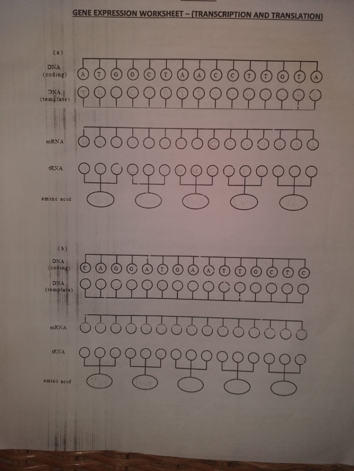 Solved Gene Expression Worksheettranscription And Transl