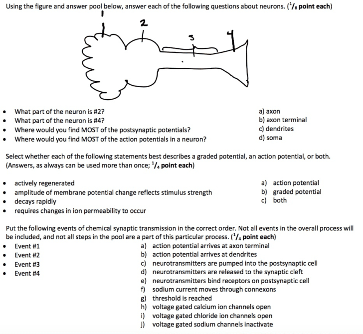 The Anatomy Of A Synapse Worksheet Answers