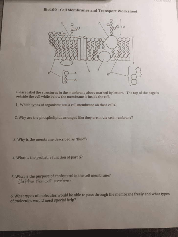 Cell Membrane Information Worksheet Answers
