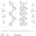 Solved Structural Differences Between Rna And Dna Workshe