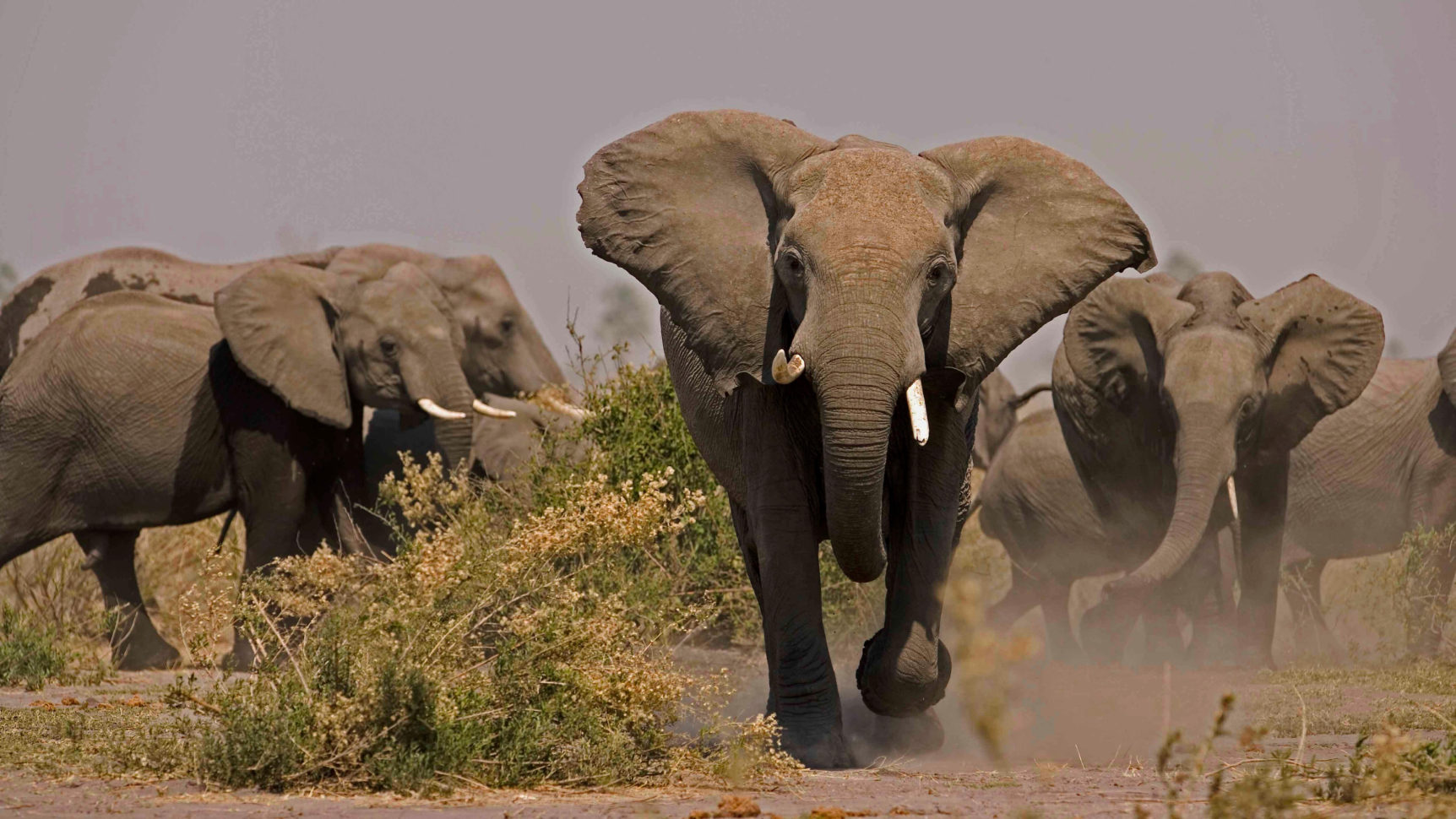Soul Of The Elephant  Preview