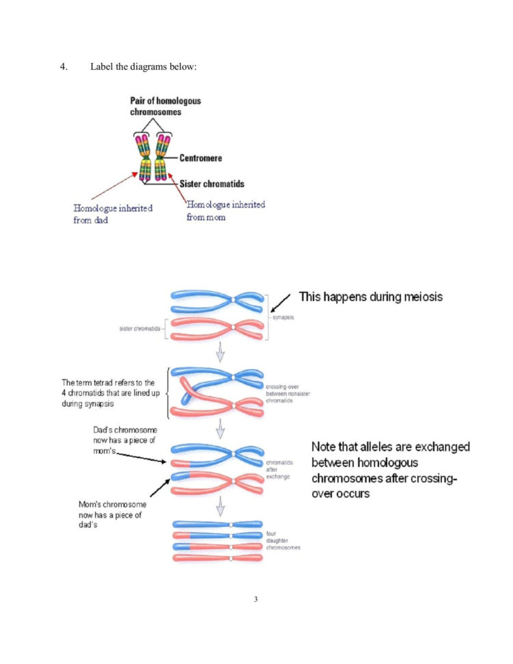 Speciation And Extinction Worksheet Answers