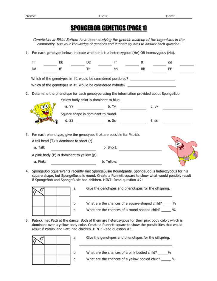 Spongebob Genotype Worksheet Answers — db-excel.com