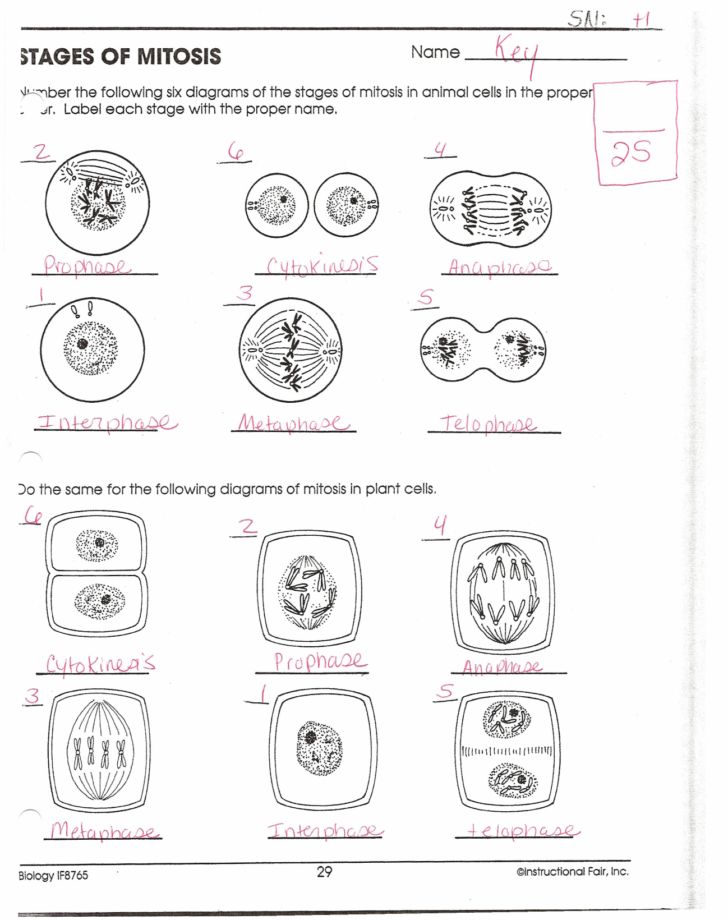 Stages Of Mitosis — Db 