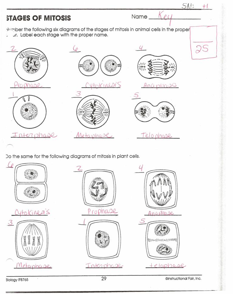 Stages Of Mitosis