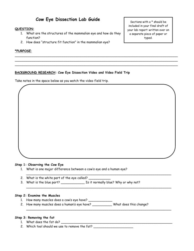 Step 1 Observing The Cow Eye