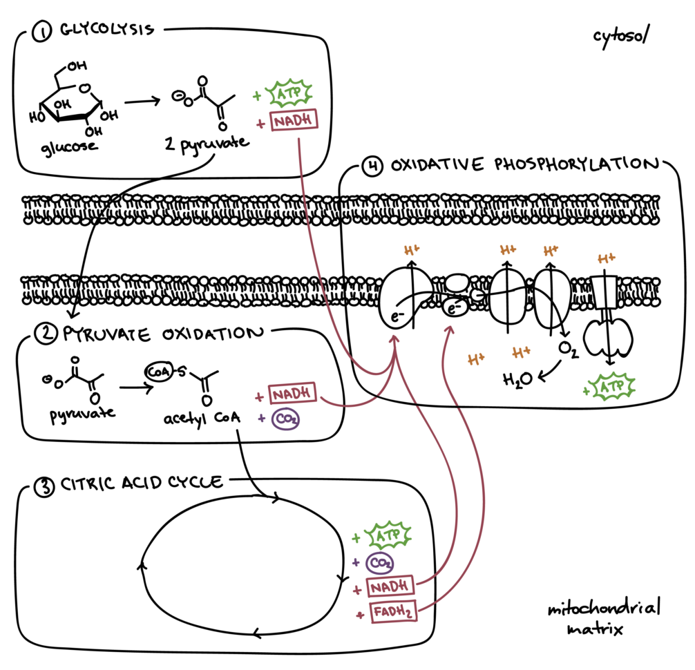 Cellular Respiration Breaking Down Energy Worksheet — db-excel.com