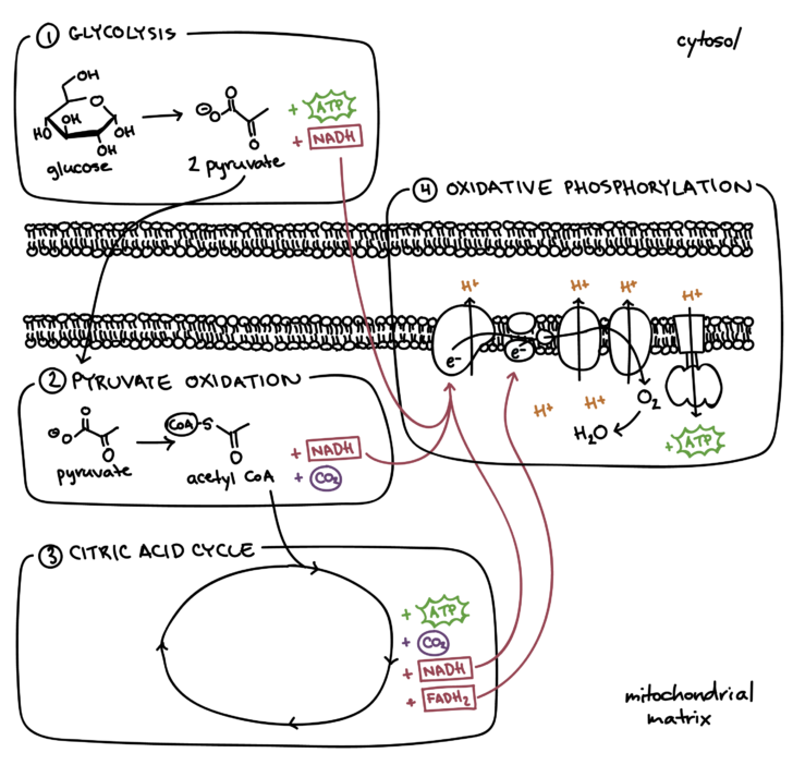 Cellular Respiration Breaking Down Energy Worksheet