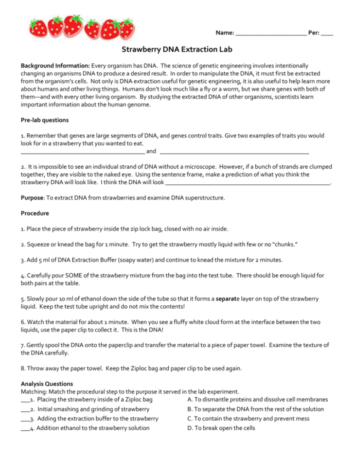 Strawberry Dna Extraction Lab Worksheet