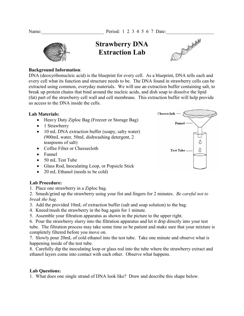 Strawberry Dna Extraction Lab Worksheet