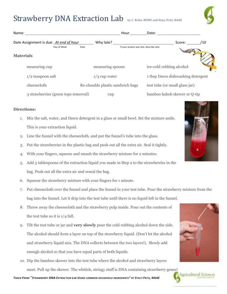 Strawberry Dna Extraction Labc Kohn Wuhs And Stacy Fritz