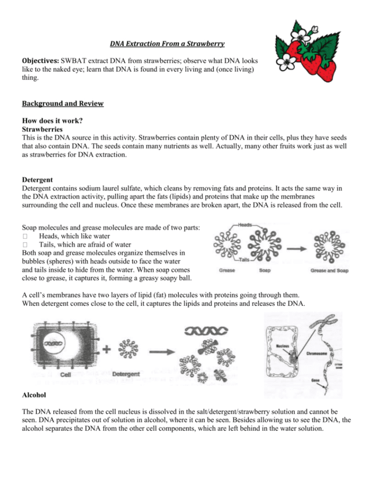 Strawberry Dna Lab