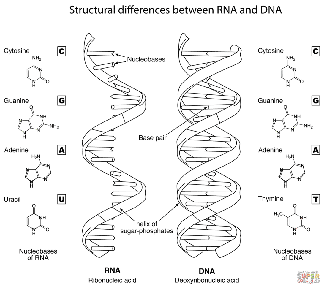 Structural Differences Between Rna And Dna Coloring Page