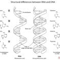 Structural Differences Between Rna And Dna Coloring Page