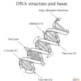 Structural Differences Between Rna And Dna Coloring Page