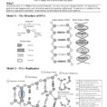 Structure Of Dna And Replication Worksheet Answers