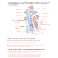 Structure Of The Heart  Circulation Review Answer Key