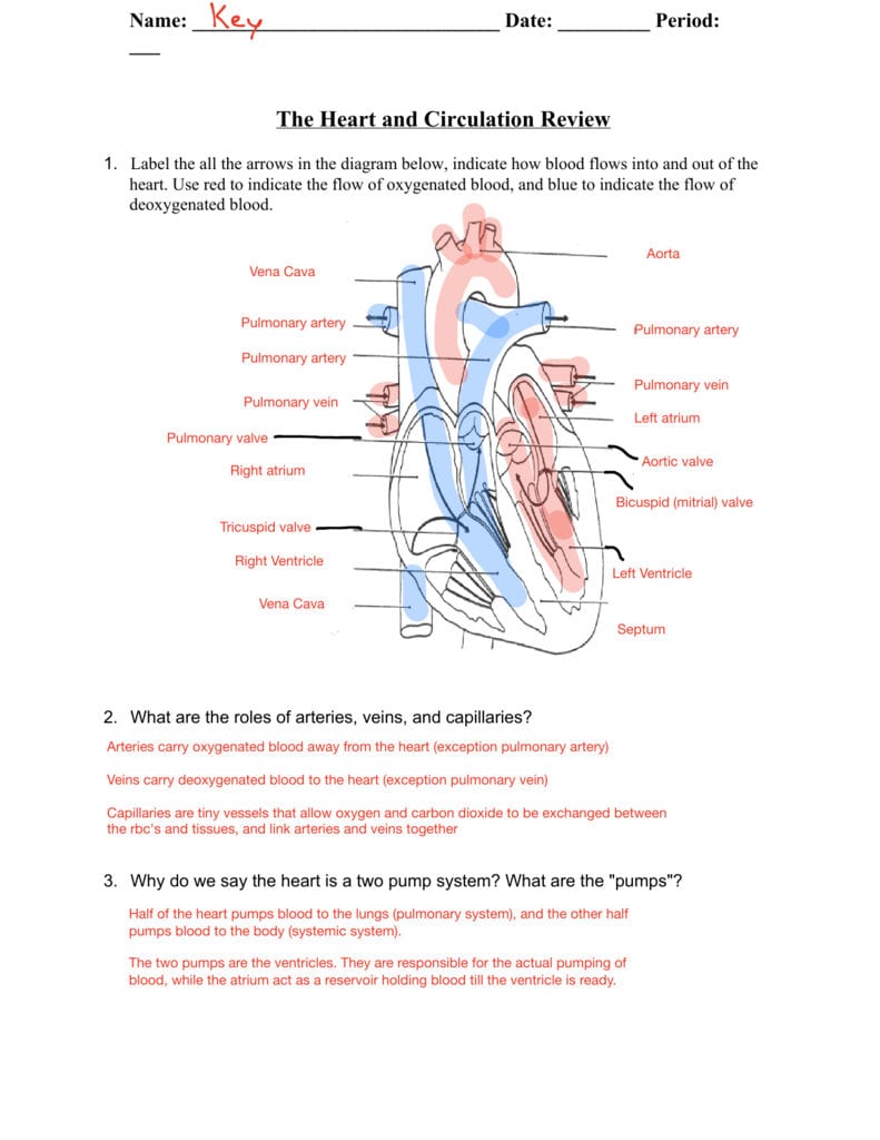 heart blood flow diagram worksheet
