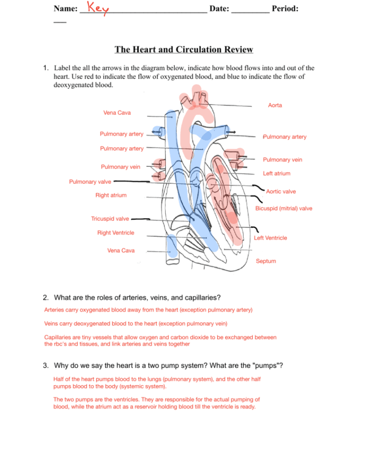 Structure Of The Heart  Circulation Review Answer Key